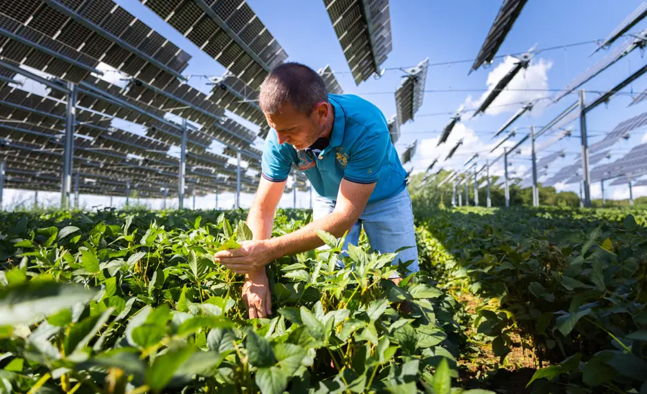 Image showing an agrophotovoltaic crop
