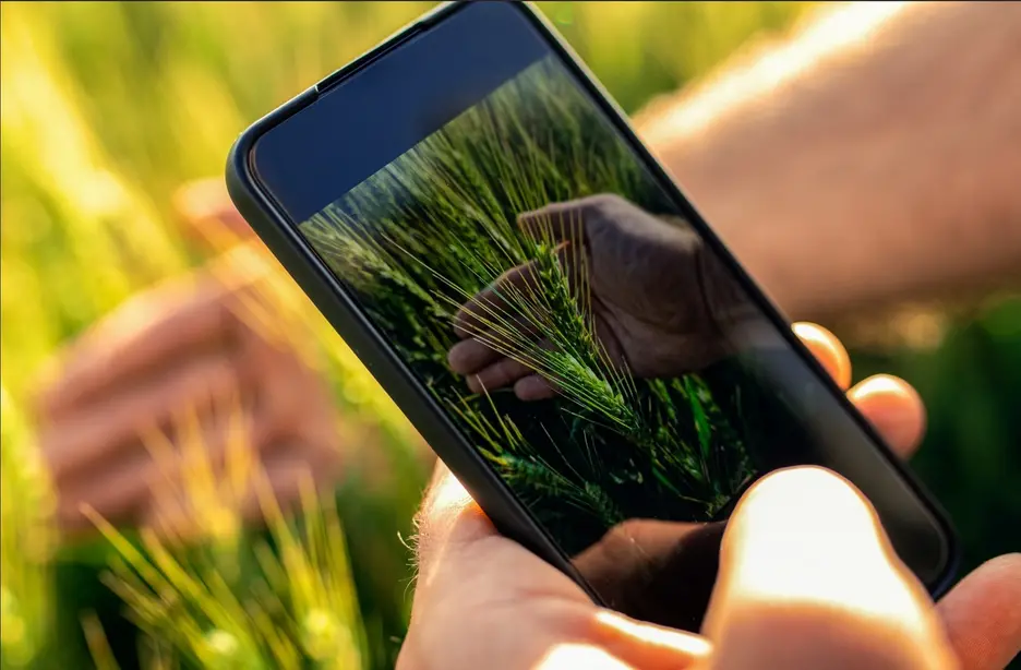 Un agricultor utiliza una aplicación para controlar sus cultivos