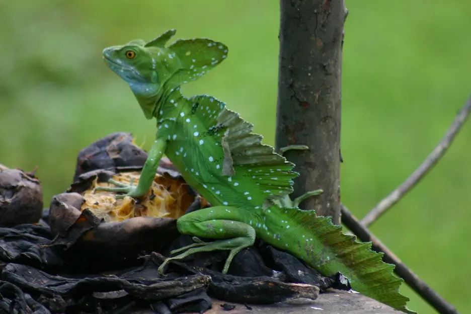 Un reptil verde en una rama