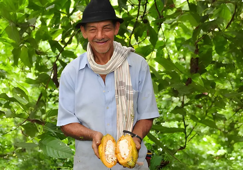 Un agricultor con una baya de cacao