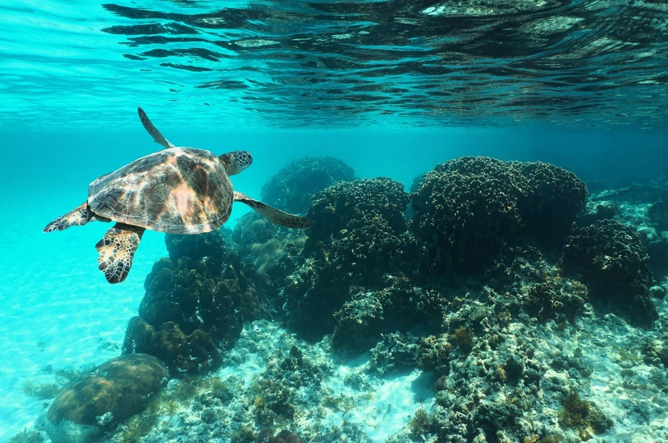 Turtle in ocean