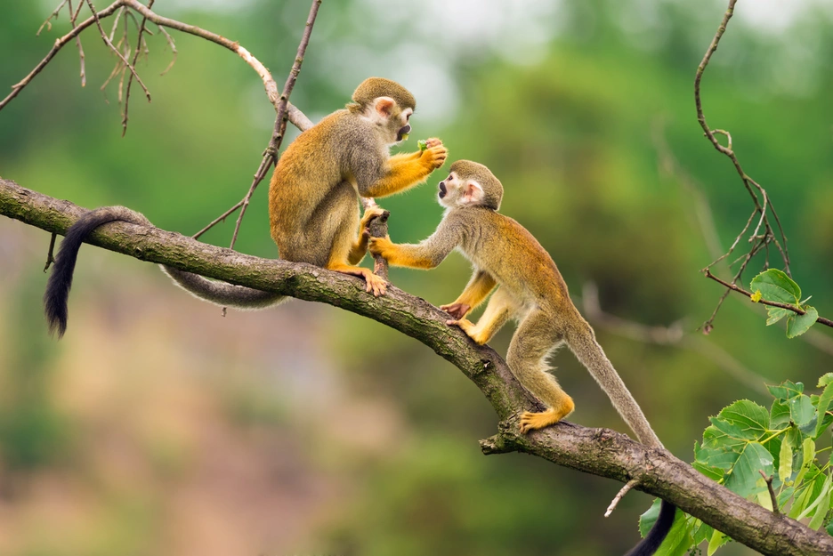 spider monkeys