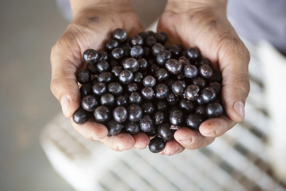 Unas manos sostienen cerezas de açai