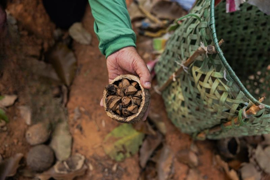 Seeds in a person's hands