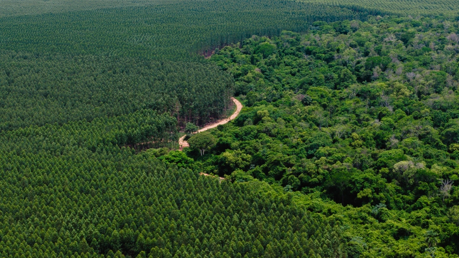 Proyecto forestal de Paracel en Paraguay