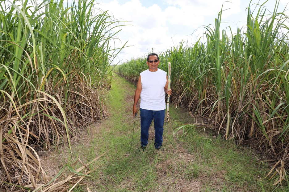 A sugarcane farmer holds a sugarcane stalk in a field in Belize.