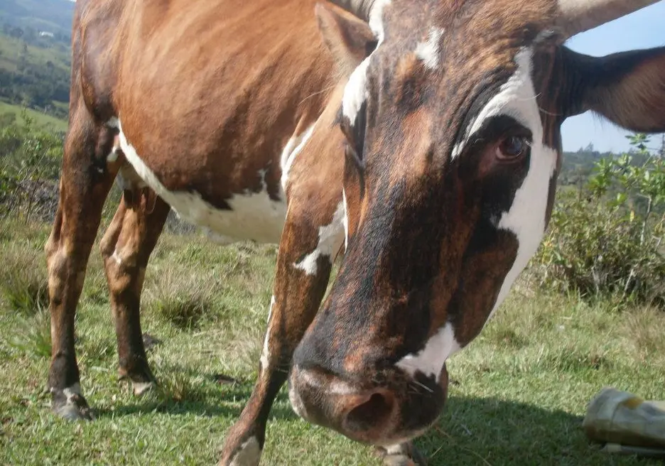 Sacar más provecho de la misma tierra: El Ganado y el Sector Forestal como Inversión Sostenible