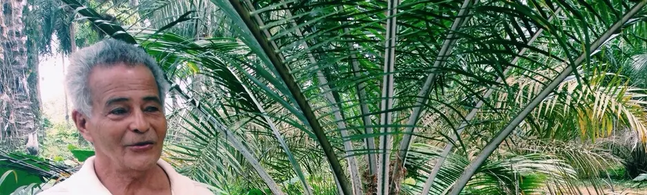 ¿Vale la pena la inversión en certificación de aceite de palma?