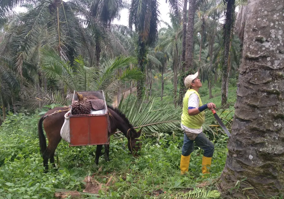 Four Ways to Get the Most out of Palm Oil in Latin America and the Caribbean